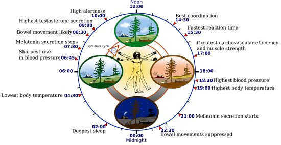 Circadian rhythm